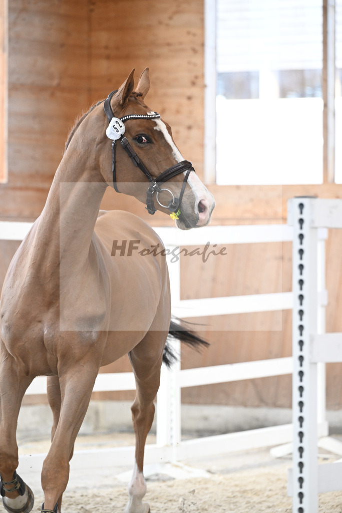 Kat-Nr. 52 Amir VT Z v. Aganix du Seigneur_Neukirch_5251839 | hf-fotografie - Realisiert mit Pictrs.com
