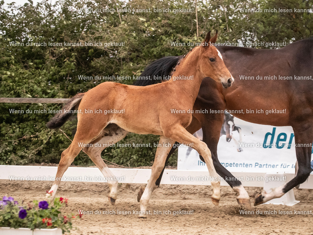 A10I6364 | photographylinaismer - Realisiert mit Pictrs.com