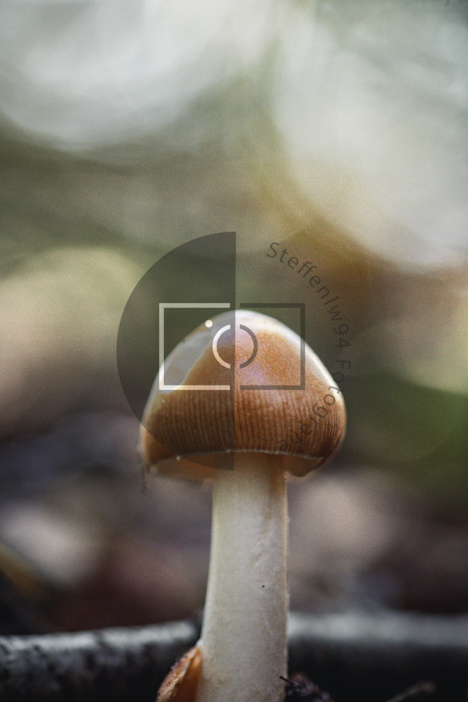 Grauer Scheidenstreifling Wandbild | Ich bin Fotograf und auf meiner Webseite hast du die Möglichkeit meine fotografie als Wandbilder druckfertig für dein Zuhause zu bestellten. - Realisiert mit Pictrs.com