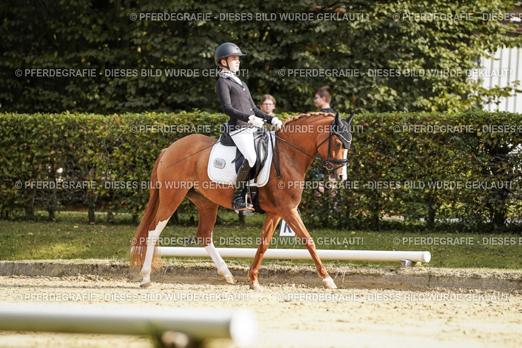 DSC05949 | Pferdegrafie