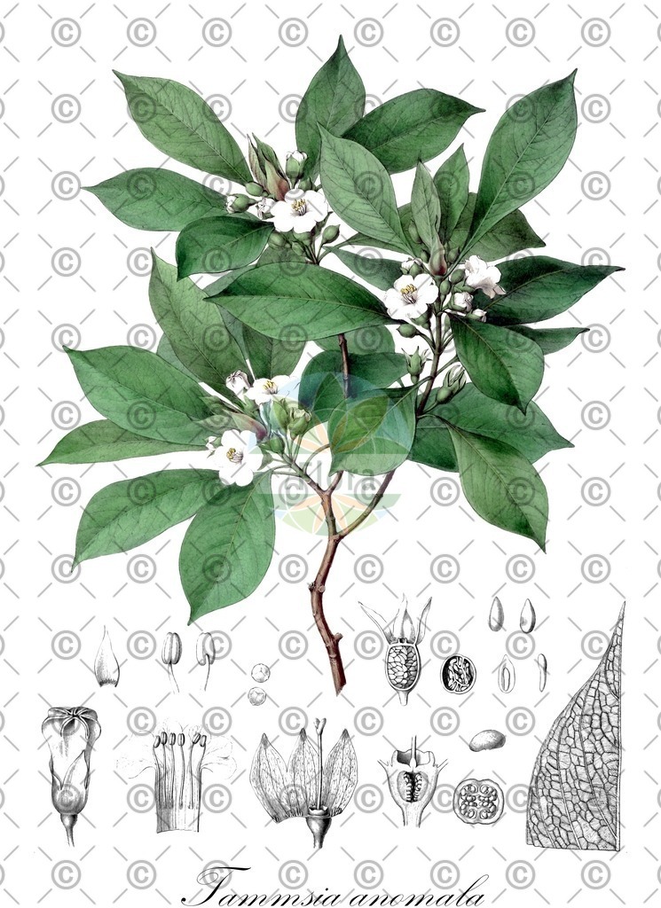 Histabb_EMP_7001972_SRC_Koehler_1887_SIMPLE | Historische Abbildung von Tammsia anomala - Rubiaceae | Historical Illustration of Tammsia anomala - Rubiaceae