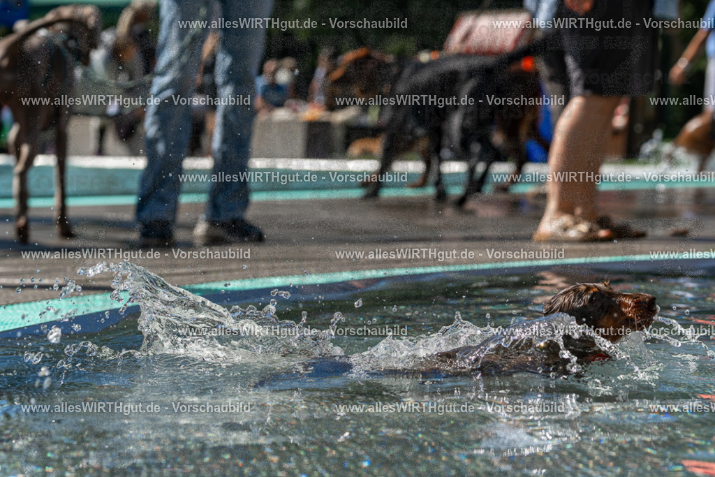 Hundeschwimmen_Volksbad_2026-allesWIRTHgut_Tierfotografie-2609061335-FAY06792 | Professionelle Tierfotografie in Mönchengladbach von Daniel Wirth (allesWIRTHgut). Liebevolle & natürliche Bilder von Hunden & Katzen für unvergessliche Erinnerungen.