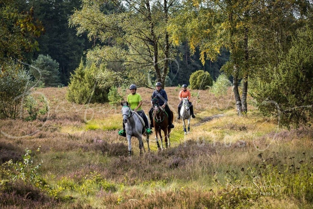 DdLH-WehlenerHeide_2025-09-20_26 | Fotografie, Veranstaltungs-Fotografie, Pferde-Fotografie, Landschafts-Fotografie, Reise-Fotografie - Realisiert mit Pictrs.com