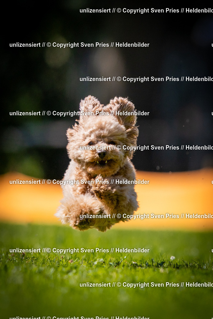 Sven Pries | 2025-08-10 - Hunderennen Durlach - Realisiert mit Pictrs.com