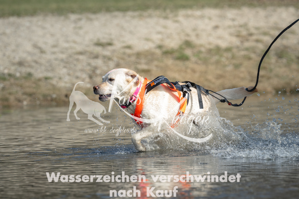 1400_ZZ99402 | kk-dogfotos