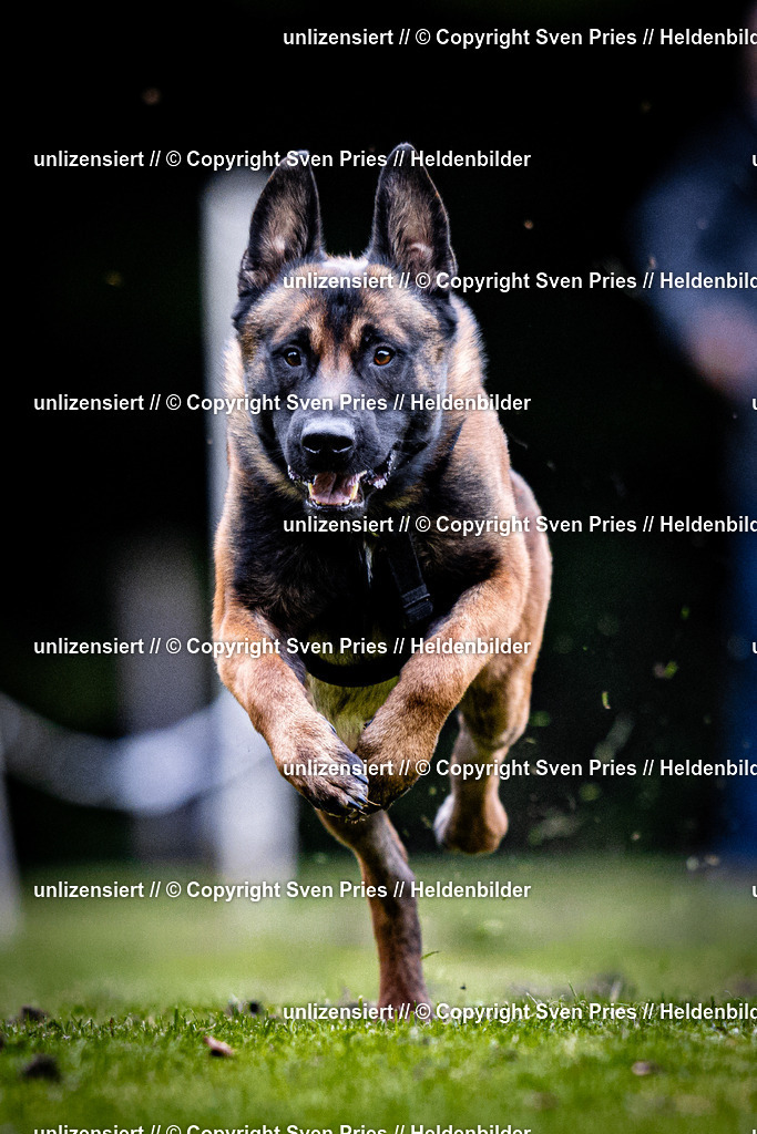 Sven Pries | 2025-10-03 - Hunderennen Obergrombach - Realisiert mit Pictrs.com