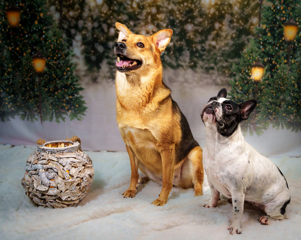 allesWIRTHgut Tierfotografie - 7IV02872-Verbessert-RR | Professionelle Tierfotografie in Mönchengladbach von Daniel Wirth (allesWIRTHgut). Liebevolle & natürliche Bilder von Hunden & Katzen für unvergessliche Erinnerungen.