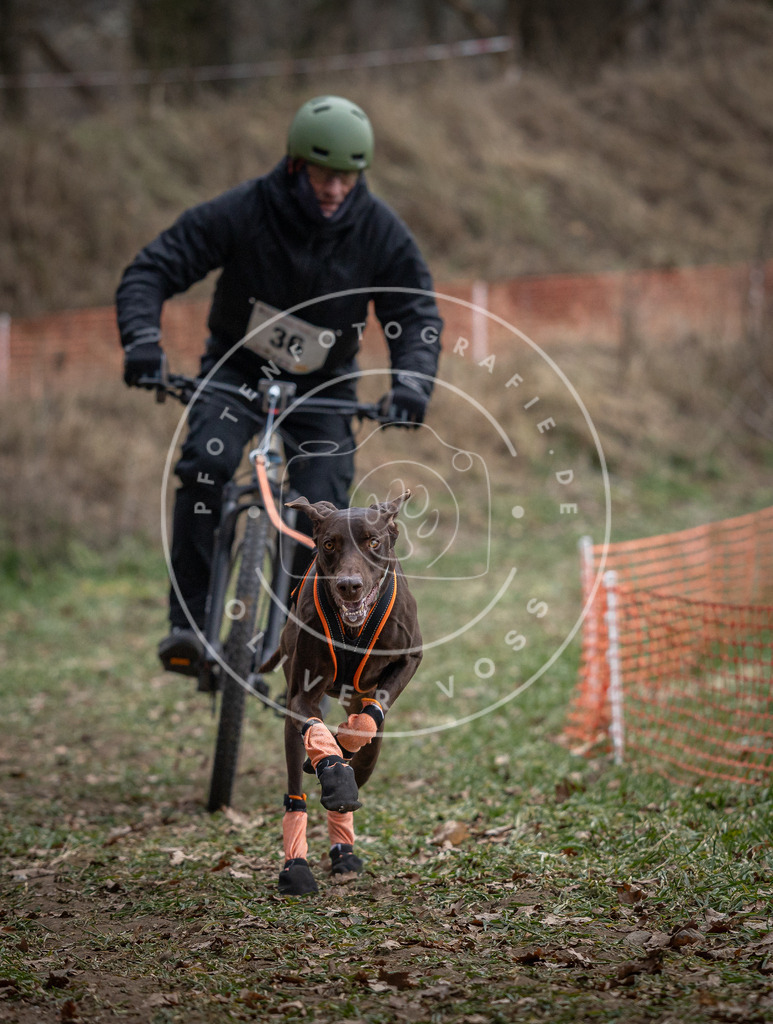Pfotenfotografie_DV3A9709 | Hundefotografie, Tierfotograf, Pfotenfotografie, Fotoshooting Hund, Hunde Portrait, Hundesport, Hundeportraits, Heideshooting, Hunde, Sportfotograf, Hundefotograf, Turnierhundsport, THS,  - Realisiert mit Pictrs.com