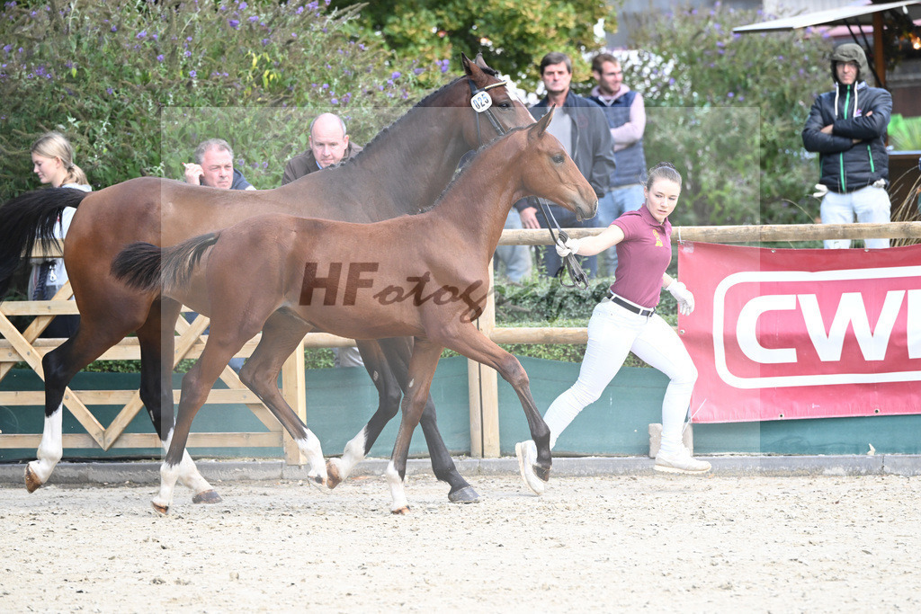 Fohlenauktion Next Chance_49220301 | hf-fotografie - Realisiert mit Pictrs.com