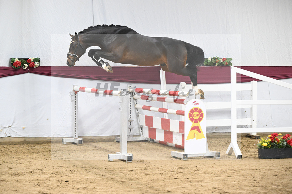 Kat-Nr. 100 Million Dollar x Diarado_ZG Schuster u. Schmid-Zemann_47253251 | hf-fotografie - Realisiert mit Pictrs.com