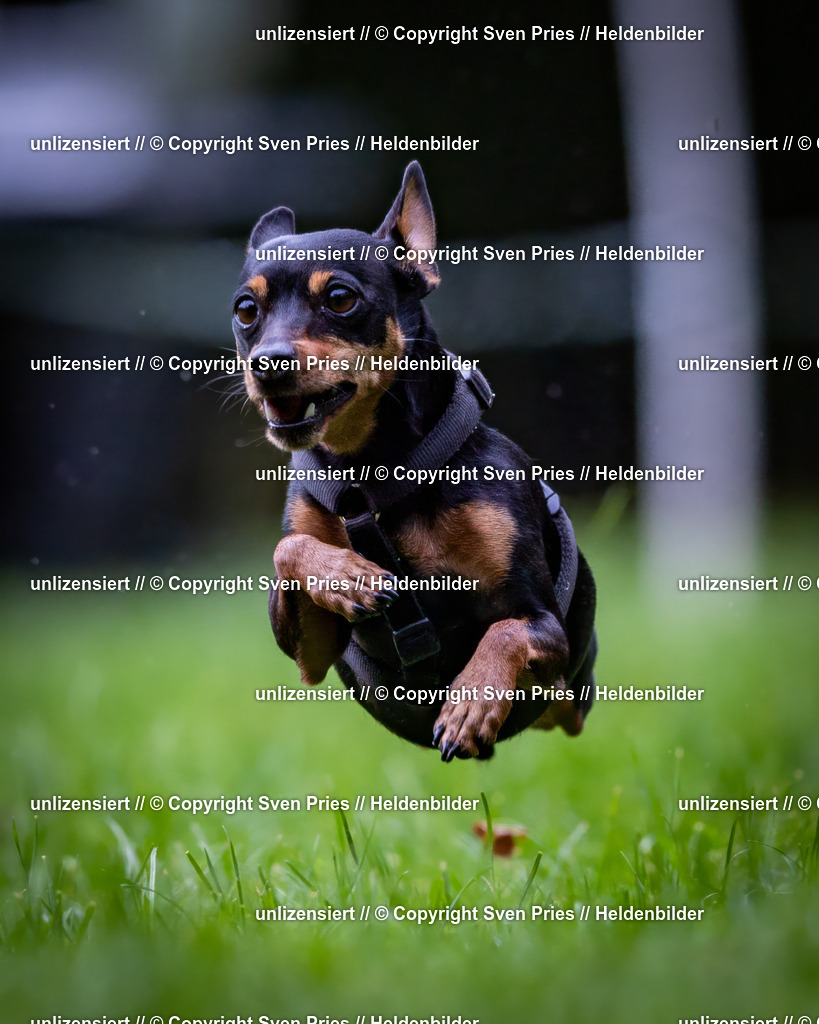 Sven Pries | 2024-10-19 - Hunderennen Ober-Grombach - Realisiert mit Pictrs.com