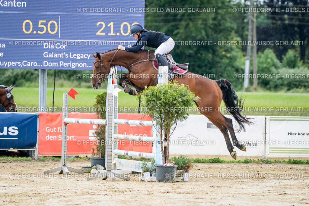 DSC04119 | Pferdegrafie