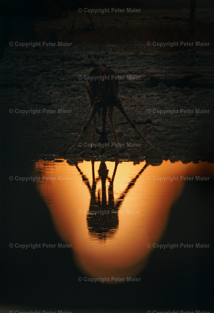 Etosha_Nationalpark_Namibia-1086-Bearbeitet | piet_flosse