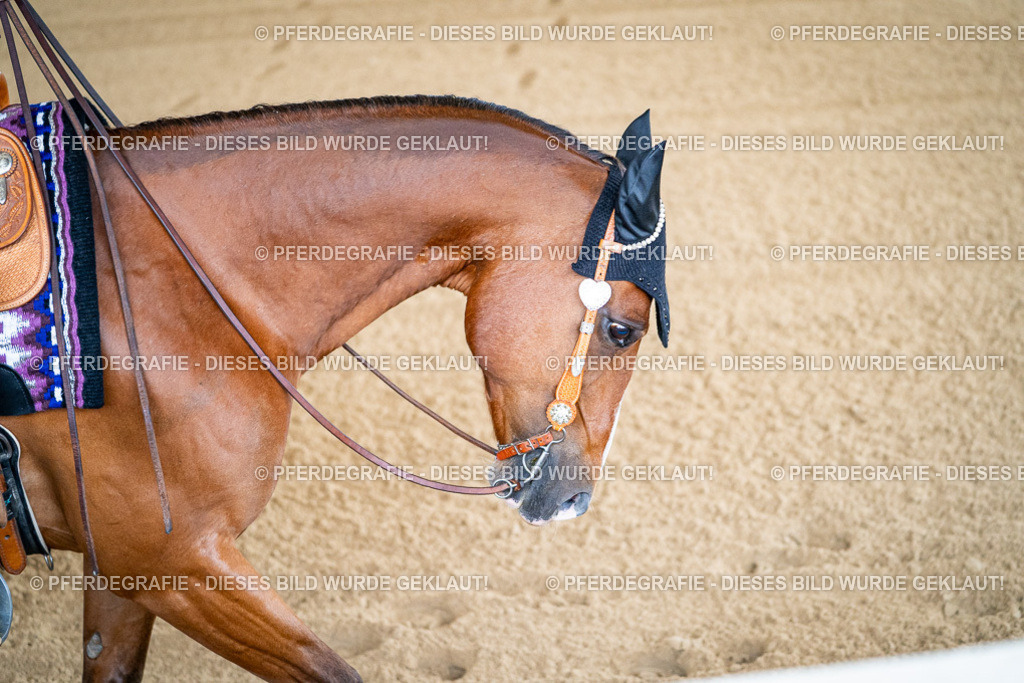 DSC01557 | Pferdegrafie