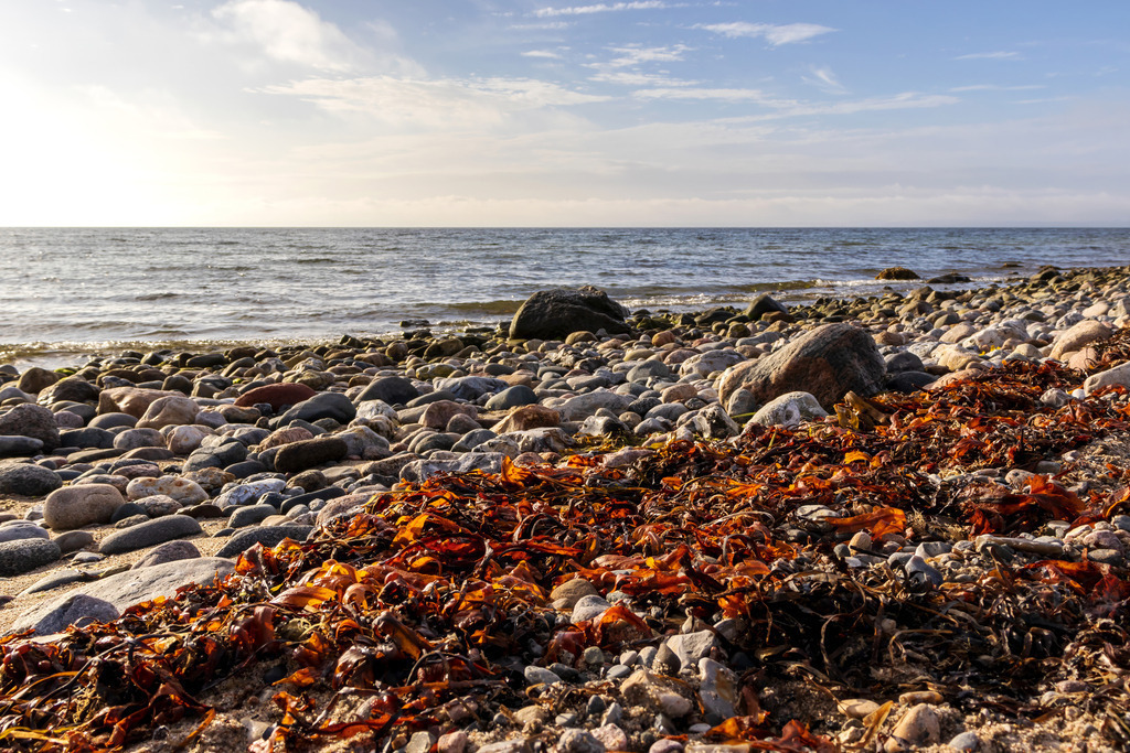 XXL Wandbild: Naturstrand an der Ostsee | Dieses Wandbild im Querformat zeigt einen Naturstrand an der Ostsee im Herbst. Im Vordergrund ist rötlicher Seetang zu sehen. Zudem befinden sich viele Steine auf dem Strand. Der Himmel ist hellblau mit einigen hellen Wolken.   - Realisiert mit Pictrs.com