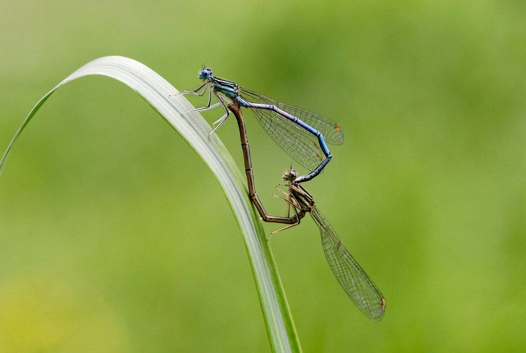 Federjungfer bei Paarung | Austria - August 14, 2009: Federjungfer bei Paarung. - Realisiert mit Pictrs.com
