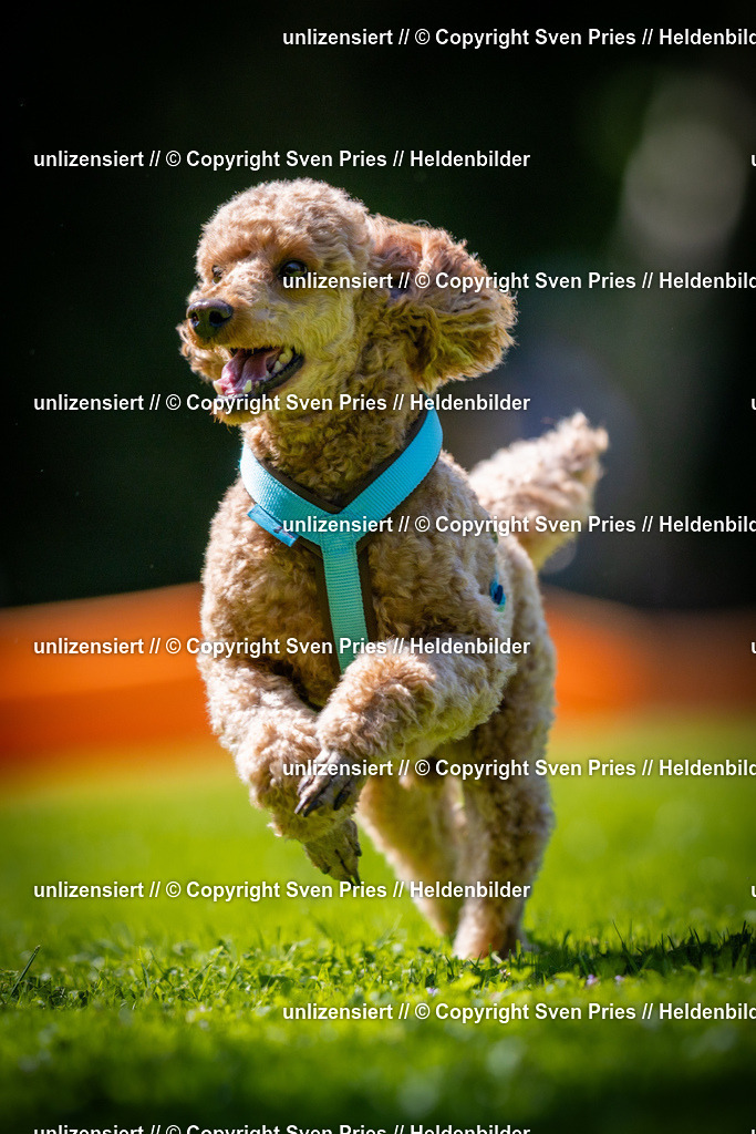 Sven Pries | 2025-08-10 - Hunderennen Durlach - Realisiert mit Pictrs.com