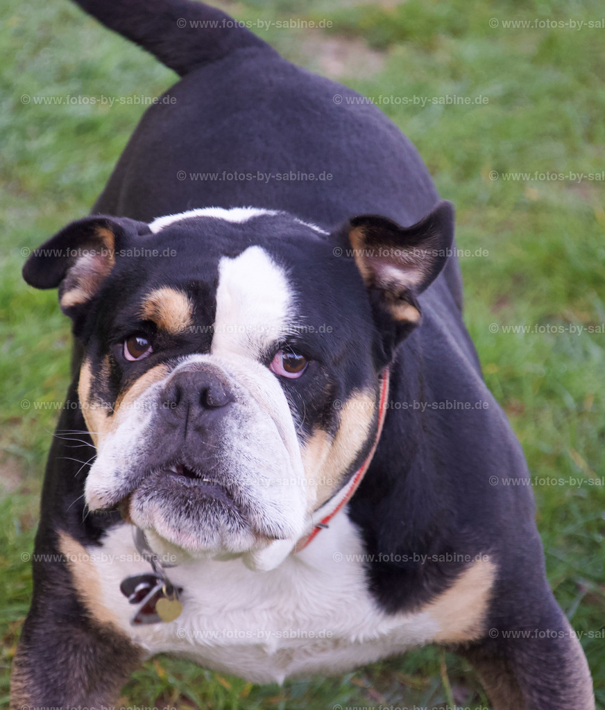 40-220506-Frieda-3-für Seite | fotos-by-sabine - Realisiert mit Pictrs.com