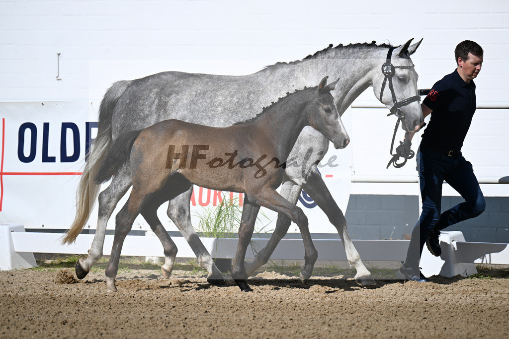 Kat-Nr. 304 Kanthago de Revel Z x Hickstead White_SF_Suess-Bicker_20250118 | hf-fotografie - Realizzato con Pictrs.com