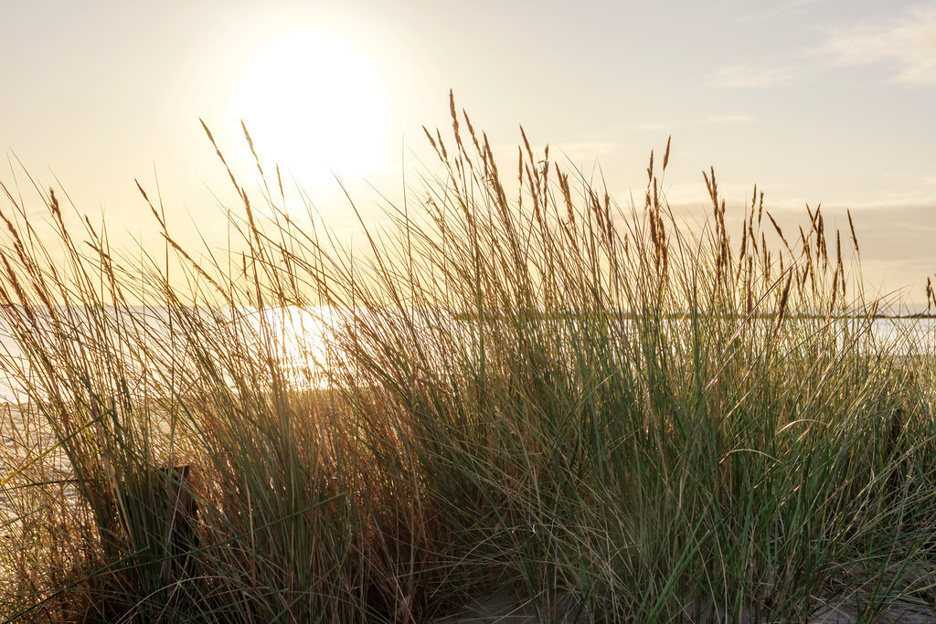XXL Wandbild: Strandhafer im Sonnenschein am Meer | Dieses maritime XXL Wandbild im Querformat zeigt Strandhafer im Sonnenschein der aufgehenden Sonne am Meer. Holen Sie sich diese schöne maritime Morgenstimmung auf Leinwand, Aluminium-Platte oder Acrylglas. Ideal fürs Wohnzimmer, Schlafzimmer, Küche, den Arbeitsplatz oder die Ferienwohnung.   - Realisiert mit Pictrs.com