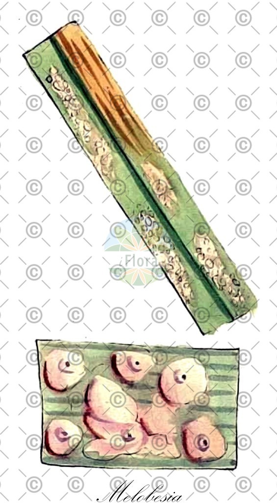 HistAbb_62Z64_3_ENZY_Simple | Historische Abbildung von Melobesia - Hapalidiaceae (0) | Historical Illustration of Melobesia - Hapalidiaceae (0)