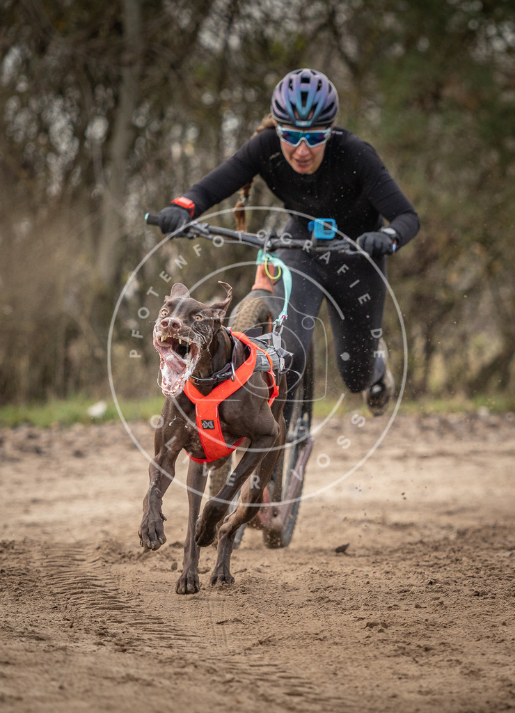 Pfotenfotografie_DV3A9026 | Hundefotografie, Tierfotograf, Pfotenfotografie, Fotoshooting Hund, Hunde Portrait, Hundesport, Hundeportraits, Heideshooting, Hunde, Sportfotograf, Hundefotograf, Turnierhundsport, THS,  - Realisiert mit Pictrs.com