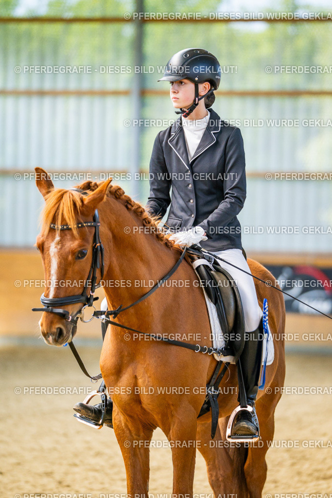 DSC03490 | Pferdegrafie