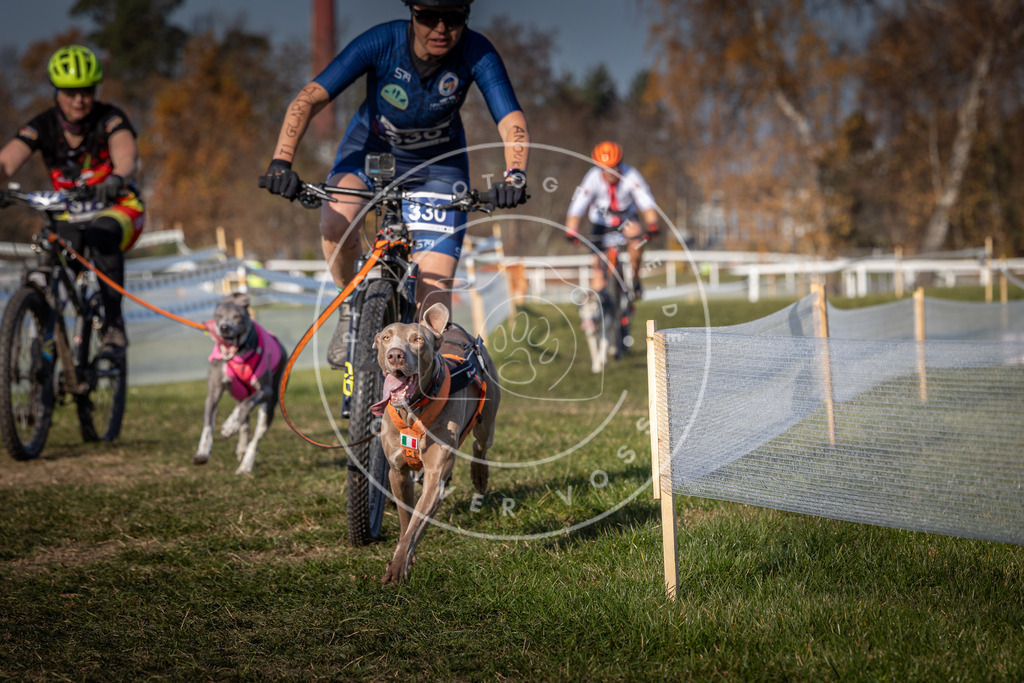 CaniXpix_0L8A8056 | Hundefotografie, Tierfotograf, Pfotenfotografie, Fotoshooting Hund, Hunde Portrait, Hundesport, Hundeportraits, Heideshooting, Hunde, Sportfotograf, Hundefotograf, Turnierhundsport, THS,  - Realisiert mit Pictrs.com