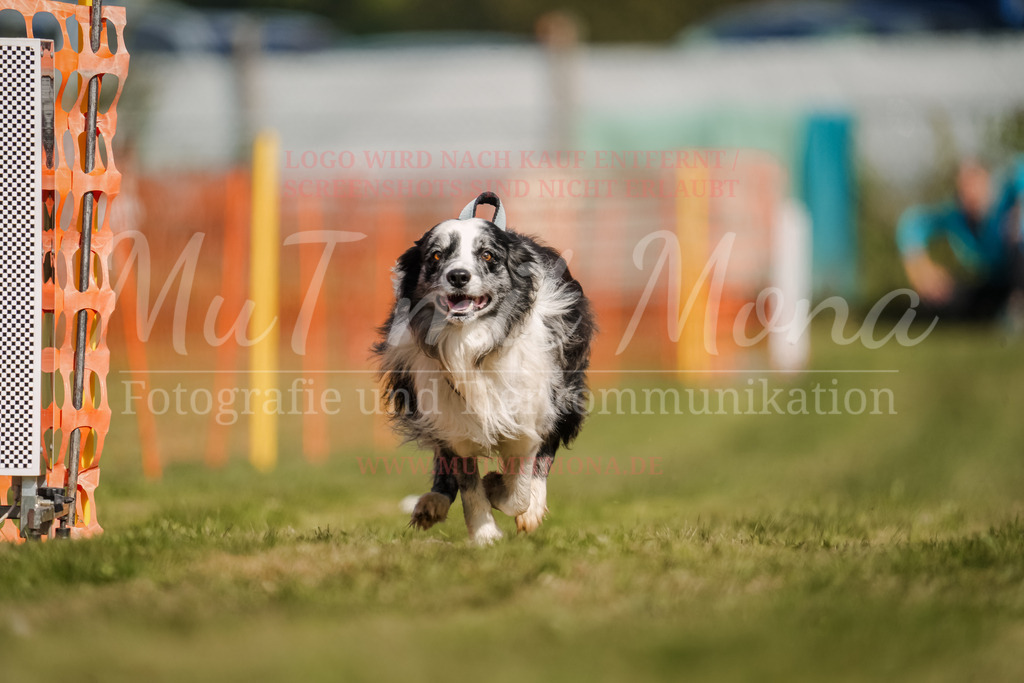 20250928_Hunderennen-439 | MuT (Mensch und Tier) mit Mona - Fotografie und Tierkommunikation - Realisiert mit Pictrs.com