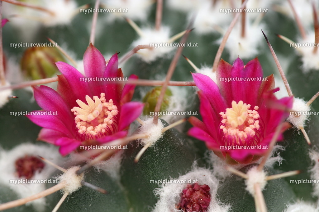 Mammillaria compressa-003 | Das Bilderarchiv über Tiere, Planzen und Landschaften. In der Bilddatenbank finden Sie ein große Auswahl an hochwertigen Bilder für Ihre Werbung - Realized with Pictrs.com