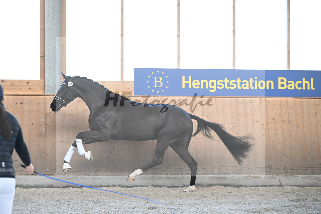 Kat-Nr. 75 E mile Grazie v. Sezuans Donnerhall_Schorer_5252004 | hf-fotografie - Realizzato con Pictrs.com