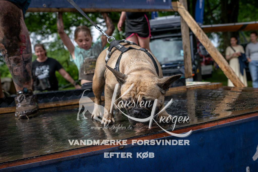 1123_ZZ93933 | kk-dogfotos