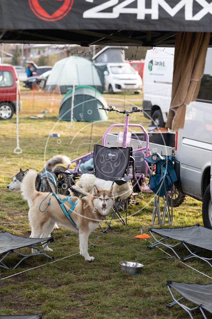 Pfotenfotografie_DV3A6677 | Hundefotografie, Tierfotograf, Pfotenfotografie, Fotoshooting Hund, Hunde Portrait, Hundesport, Hundeportraits, Heideshooting, Hunde, Sportfotograf, Hundefotograf, Turnierhundsport, THS,  - Realisiert mit Pictrs.com