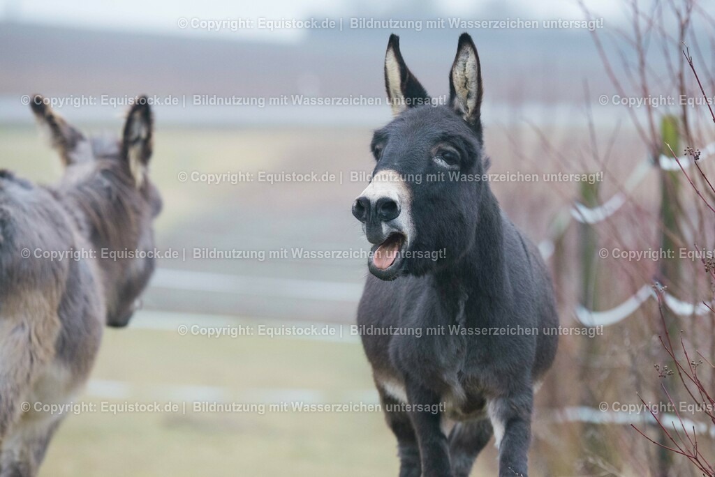 20150217_Esel_0016 | equistock