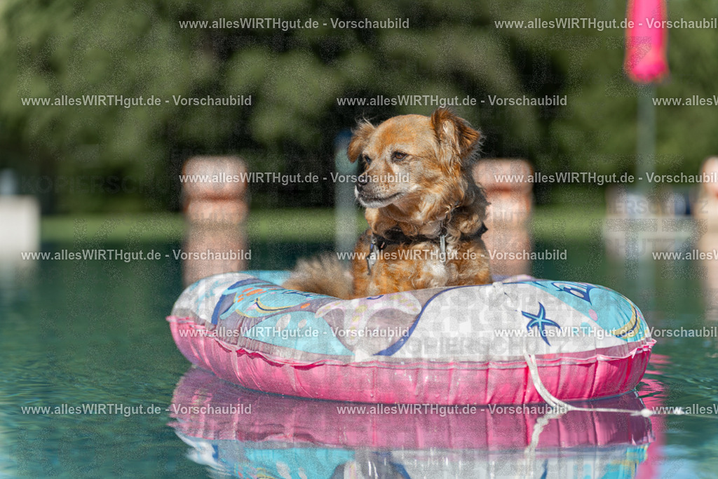 Hundeschwimmen_Volksbad_2026-allesWIRTHgut_Tierfotografie-2609061048-095806-7R509190 | Professionelle Tierfotografie in Mönchengladbach von Daniel Wirth (allesWIRTHgut). Liebevolle & natürliche Bilder von Hunden & Katzen für unvergessliche Erinnerungen.