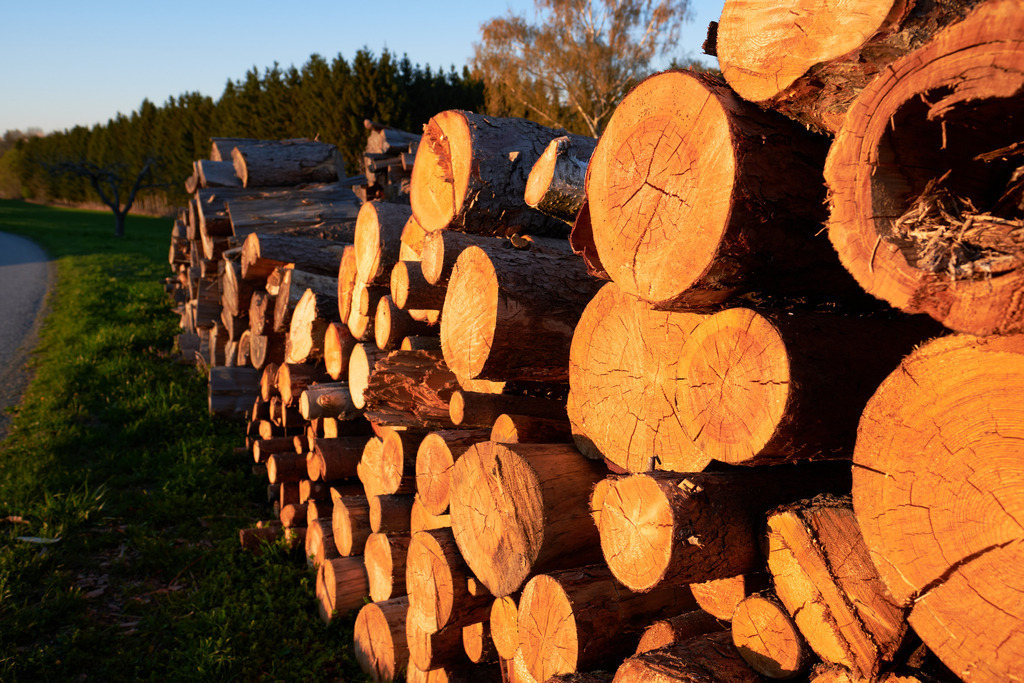 abgesägte Baumstämme auf einem Holzlagerplatz | Burgenland, Austria - April 17, 2022: abgesägte Baumstämme auf einem Holzlagerplatz. - Realisiert mit Pictrs.com