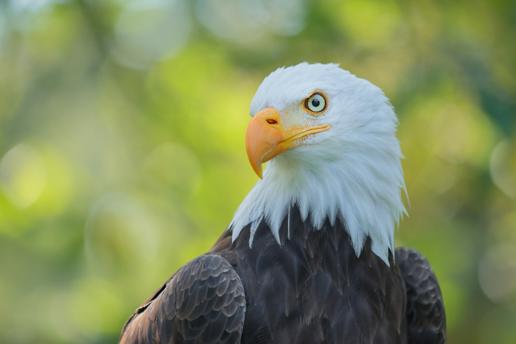 Wandbild majestätischer Weißkopfseeadler | Das Bild zeigt einen prächtigen Weißkopfseeadler (Haliaeetus leucocephalus) vor einem verschwommenen grünen Hintergrund. Der Vogel ist in einer Nahaufnahme dargestellt, die seine markanten, weißen Kopf- und Halsfedern sowie seinen kräftigen gelben Schnabel in den Vordergrund rückt. Sein wachsamer, durchdringender Blick und das detaillierte Gefieder verleihen ihm ein majestätisches und beeindruckendes Erscheinungsbild. Der unscharfe Hintergrund betont die Schönheit des Adlers und lässt ihn aus dem Bild hervorstechen.