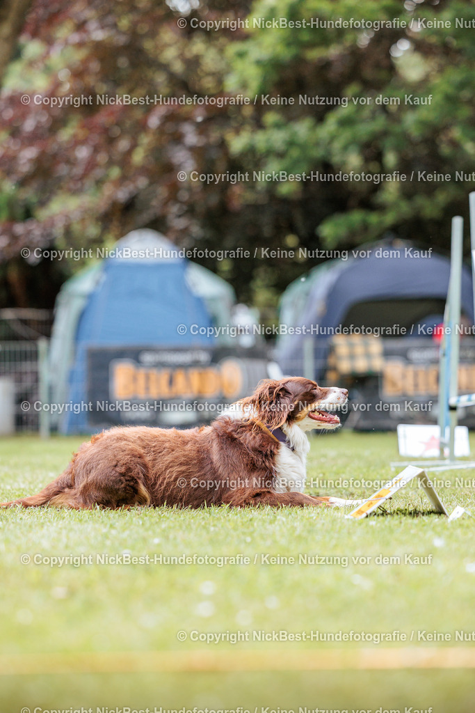 RO-Blumenthal-2026-Nickbest-Hundefotografie-2336 | Dein Hund! Dein Moment! Deine Erinnerungen! Hundefotografie in Bremen Blumenthal. Ich fange die besonderen Momente deines Vierbeiners ein – ob Indoor mit Blitzanlage oder in der freien Natur. Sicher dir dein Moment und dein Termin für eure Erinnerungen.