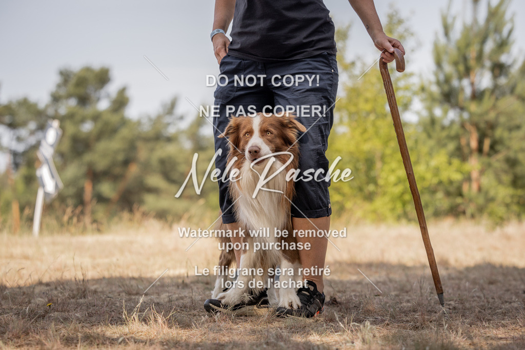 nelerasche_soDD2_150 | nelerasche