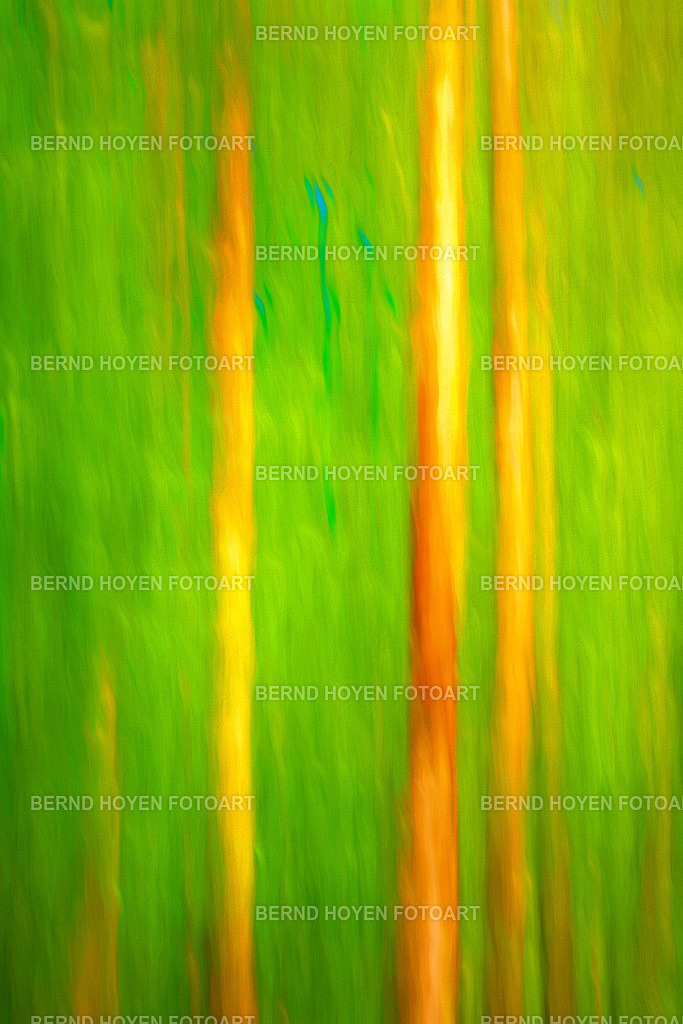 straws | Fotografie einiger Bäume im Darßer Wald auf der Insel Fischland-Darss-Zingst/Mecklenburg-Vorpommern, Deutschland.Die Aufnahme entstand durch Langzeitbelichtung und Mitziehen der Kamera (ICM / Wischtechnik). Durch entsprechende Bildbearbeitung wurde ein malerischer Effekt hinzugefügt. | Photographs of some trees in the Darß Forest on the island of Fischland-Darß-Zingst, Mecklenburg-Western Pomerania, Germany.The image was created using a long exposure and panning the camera (ICM / panning technique). A painterly effect was added through appropriate image editing. - Realisiert mit Pictrs.com