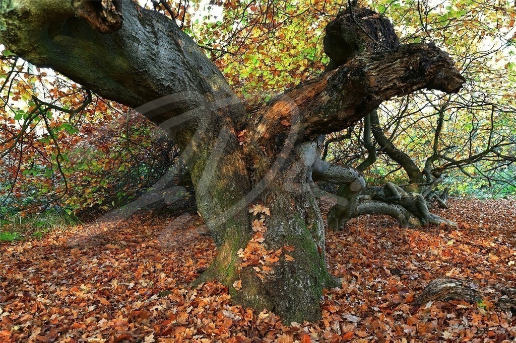 NatureArt-BUCHENDUO_0026b | Mächtige Stämme über dem Laub | #001 | Modell: Franziska | Foto: Andreas Meier - Realisiert mit Pictrs.com