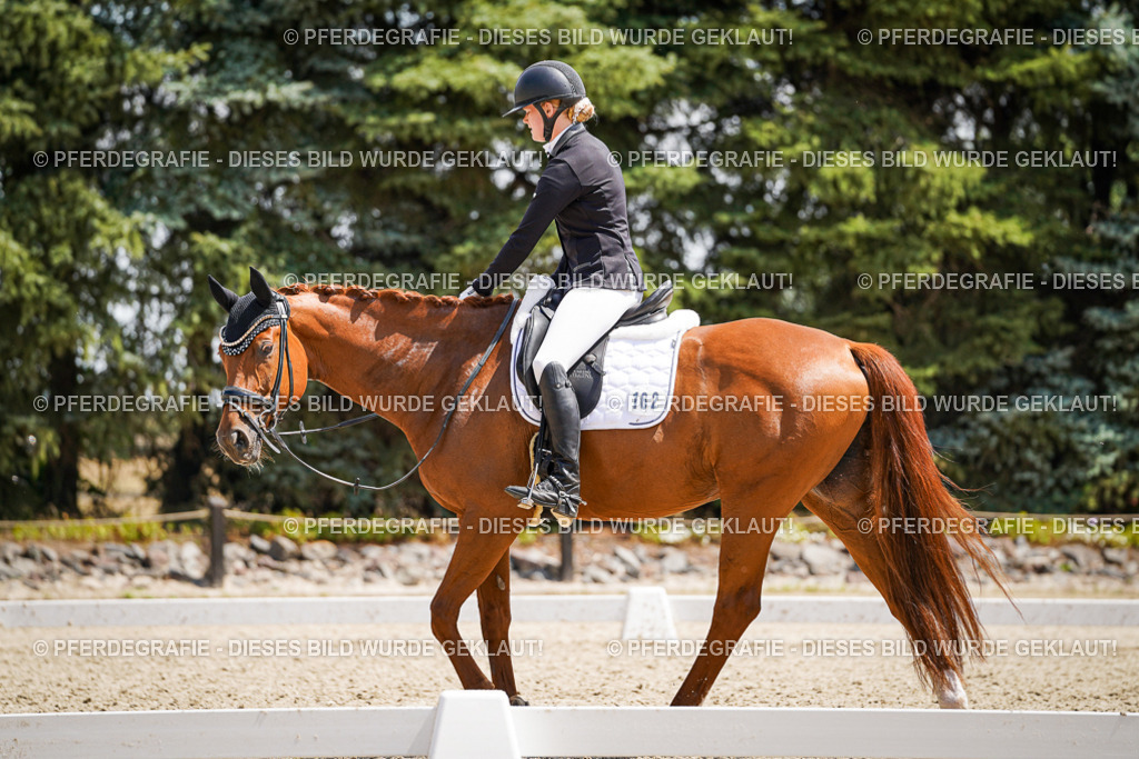 DSC00918 | Pferdegrafie