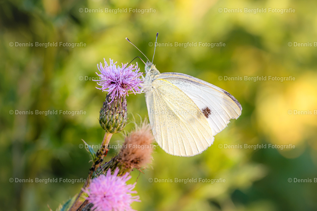 Schmetterling auf Distel 2 | Entdecken Sie Natur, Makro und Tierfotografie von Dennis Bergfeld.Besondere Momente und Details der Natur, hochwertig als Foto und Wandbild erhältlich. - Realisiert mit Pictrs.com