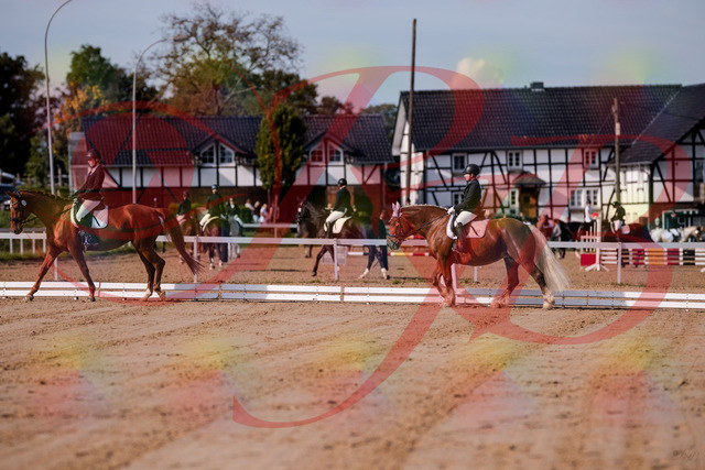 2026_10_03_Siefer-Hof_113959_Z81_82380380 | Professionelle Reitsport-, Turnier- und Eventfotografie von Robert Broda. Galerien mit ausgewählten und bearbeiteten Bildern direkt online ansehen und bestellen.