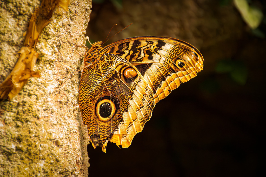 HFG_4377-Verbessert-RR-Bearbeitet | Holzisphotography, Landschaftsfotografie, Wildlifefotogorafie - Realisiert mit Pictrs.com