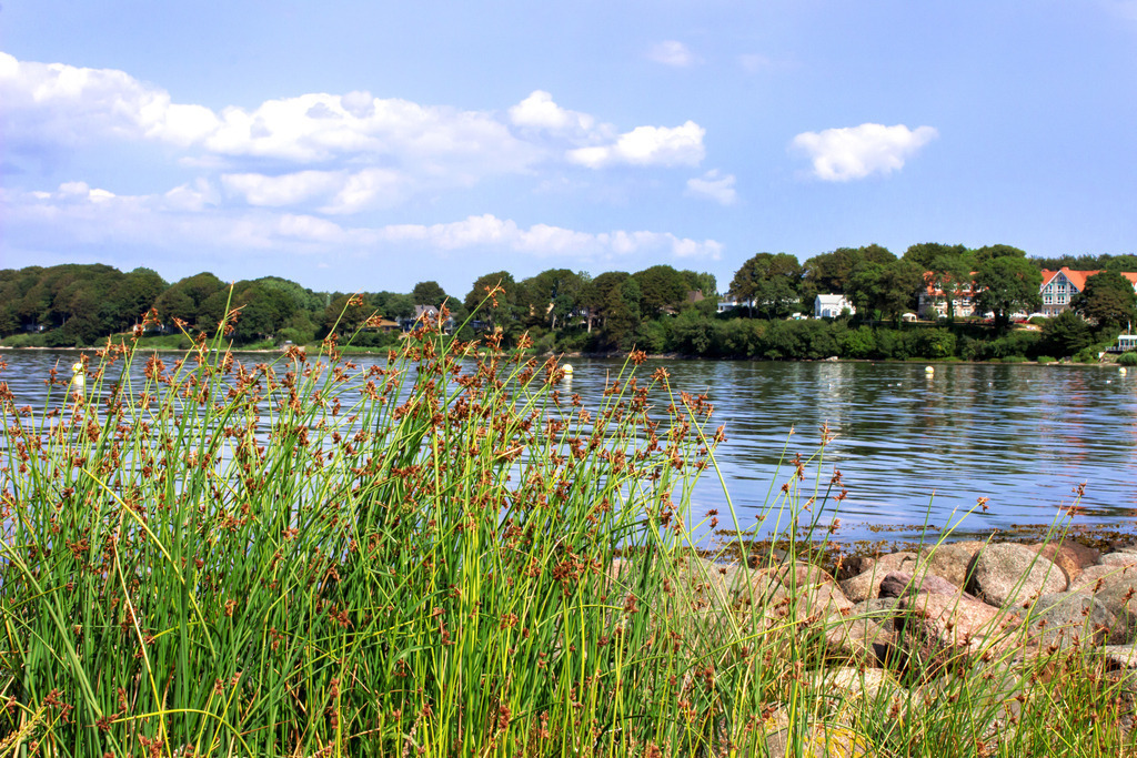 Wandbild: Flensburgs Stadtstrand Solitüde | Dieses Wandbild im Querformat zeigt Schilf an Flensburgs Stadtstrand Solitüde. Auf dem Wasser ist eine schöne Spiegelung zu sehen. Am blauen Himmel befinden sich einige sommerliche Wolken.  - Realisiert mit Pictrs.com