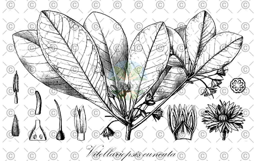HistAbb_wfo-0001112652_1_ENZY_Simple | Historische Abbildung von Vitellariopsis cuneata - Sapotaceae | Historical Illustration of Vitellariopsis cuneata - Sapotaceae