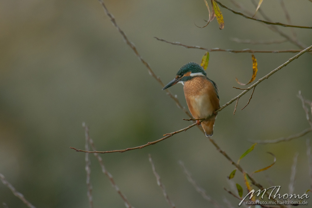 Herbstliches Eisvogelmännchen | Dies ist der Online-Shop von naturfoto.michaelthoma.de. Ich bin leidenschaftlicher Naturfotograf und fotografiere von der Andromedagalaxie bis zum Zwergtaucher, von der Ameise bis zum Orionnebel alles was mit Natur zu tun hat. Hier kann eine Auswahl meine - Realisiert mit Pictrs.com