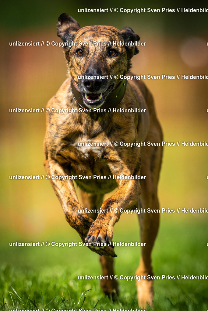 Sven Pries | 2025-04-13 - Hunderennen Baden-Baden - Realisiert mit Pictrs.com