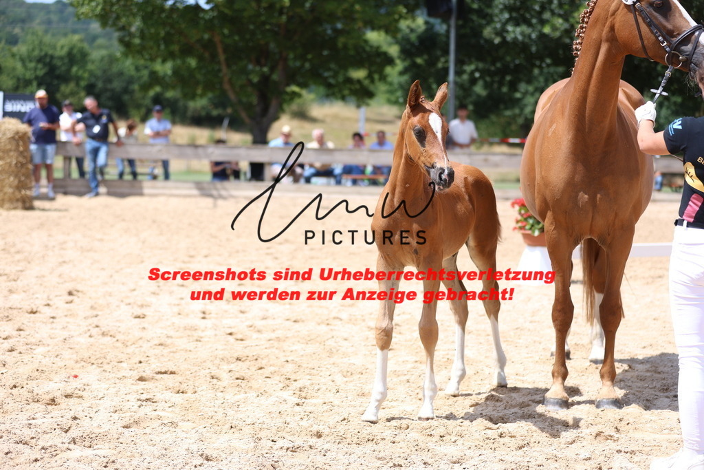 Fohlenschau_Schwäbisch_Hall_springbetonte_Fohlen_KN 22_9 | lmwpictures - Realisiert mit Pictrs.com